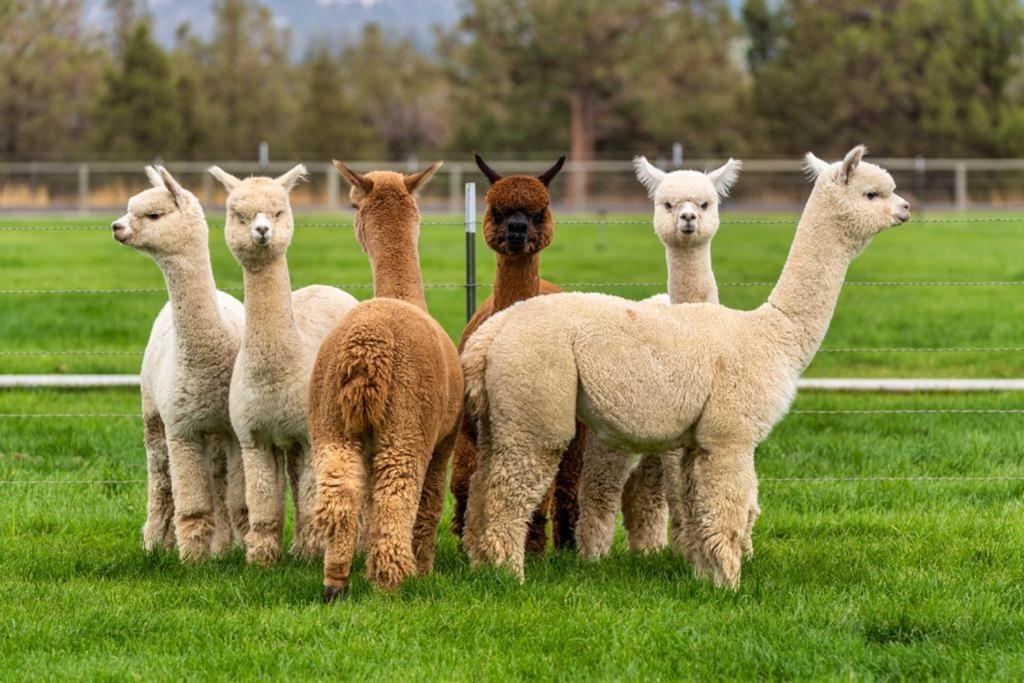 Alpaca Farm And B&B - Mama Adama แกรนโดลา ภายนอก รูปภาพ